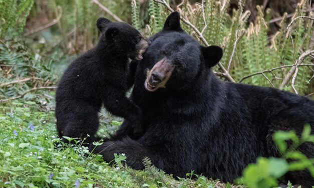 Black Bears Do Not Deserve This Fate