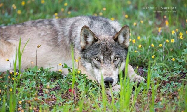 Wildlife Management: When Forest Wails and Mourns