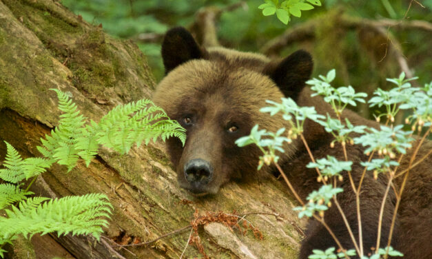 Navigating the Anthropocene: embracing compassion and empathy for the grizzly bears 