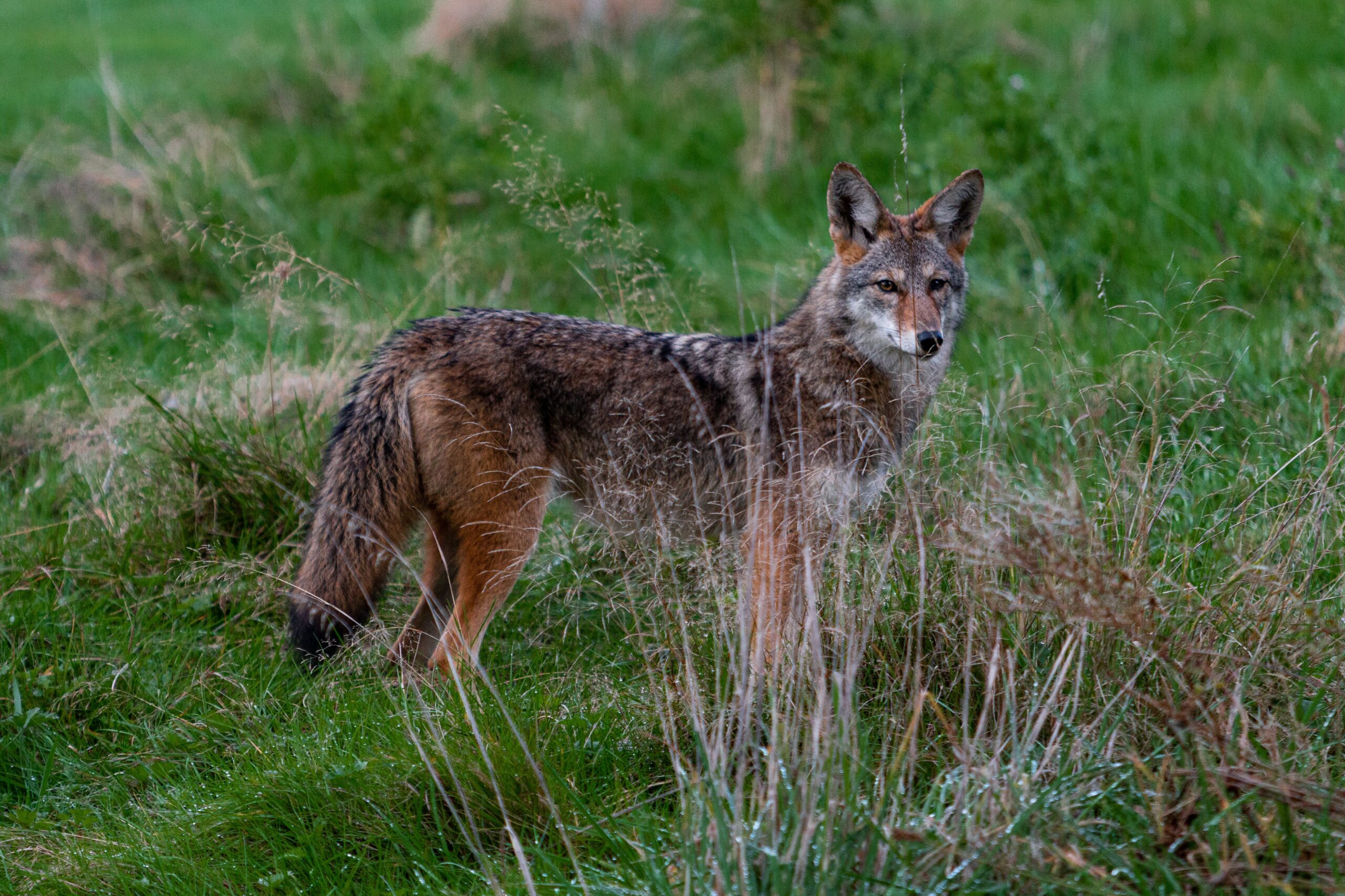 How Coyotes and Humans Can Learn to Coexist in Cities