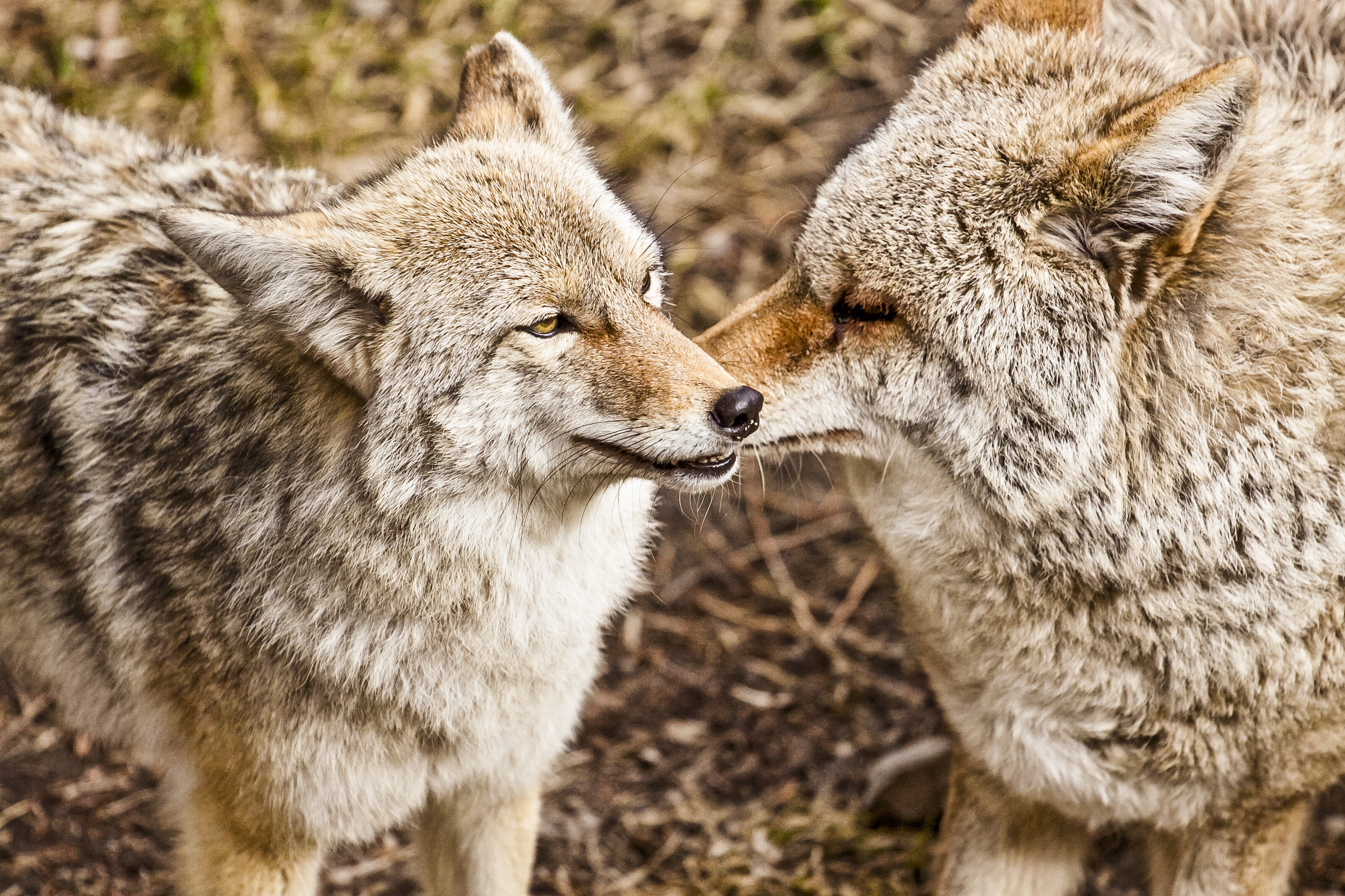 Opinion: Coyotes in Stanley Park – we need to do less killing and more learning