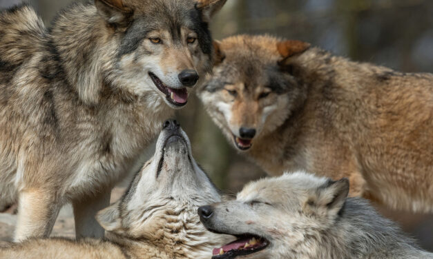 The Siege on Wolves: When Unchallenged Science Sanctions Cruelty