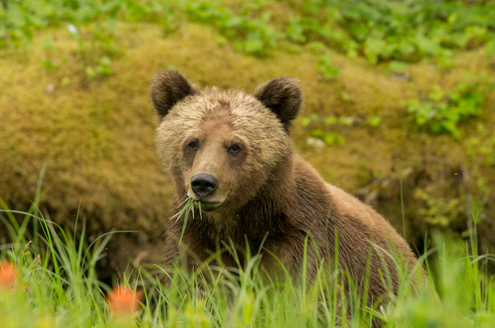A Bear is not just a Bear: Recognizing the Individual in Wildlife Conservation