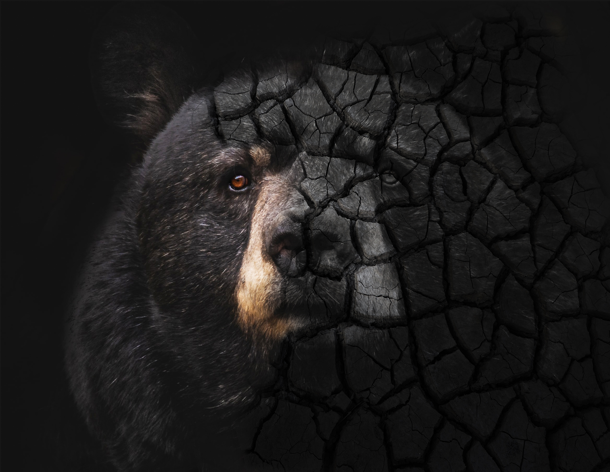 Shattered Minds: Trauma Scarring the Lives of Bears