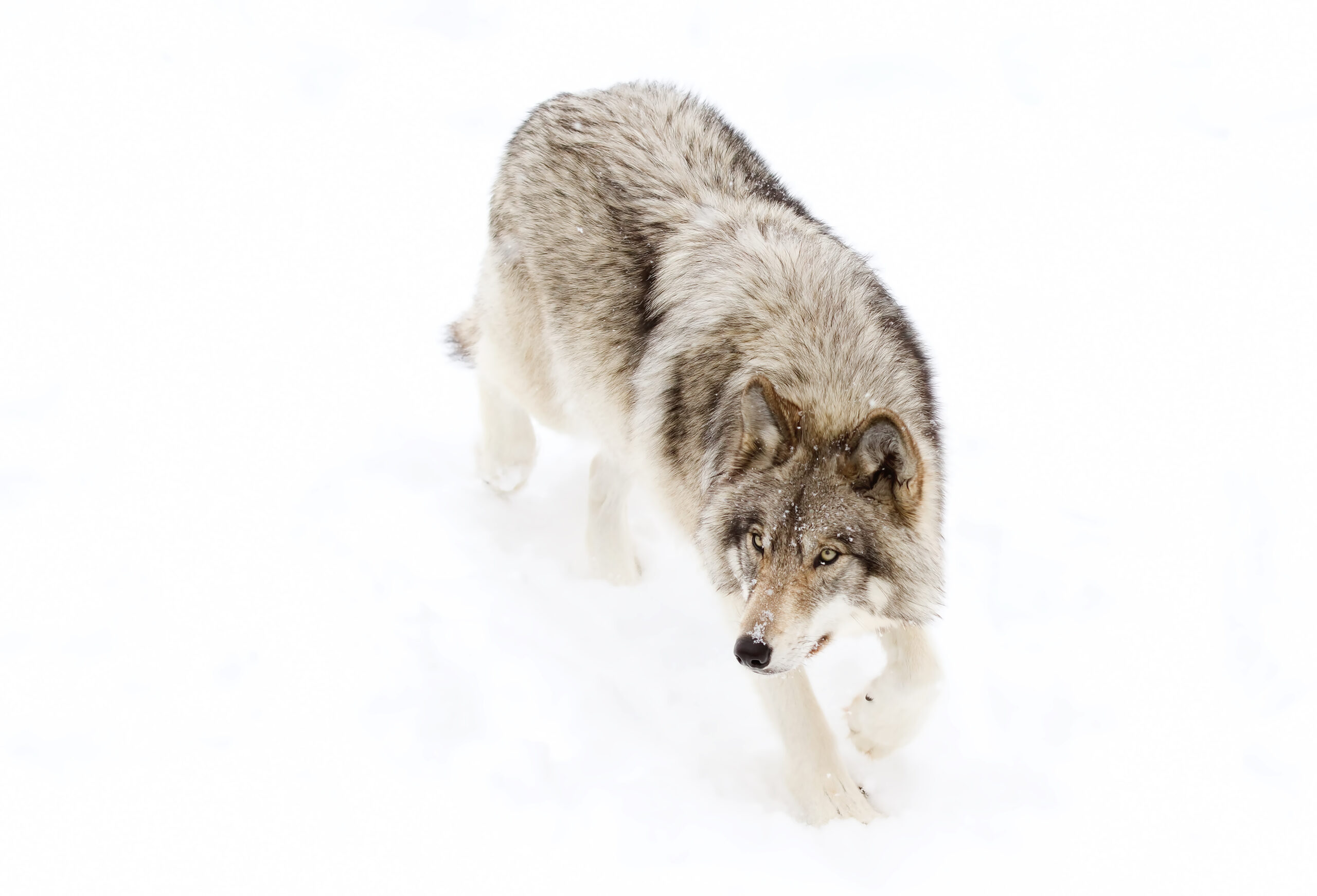 dreamstime_xxl_83188285_Jim Cumming