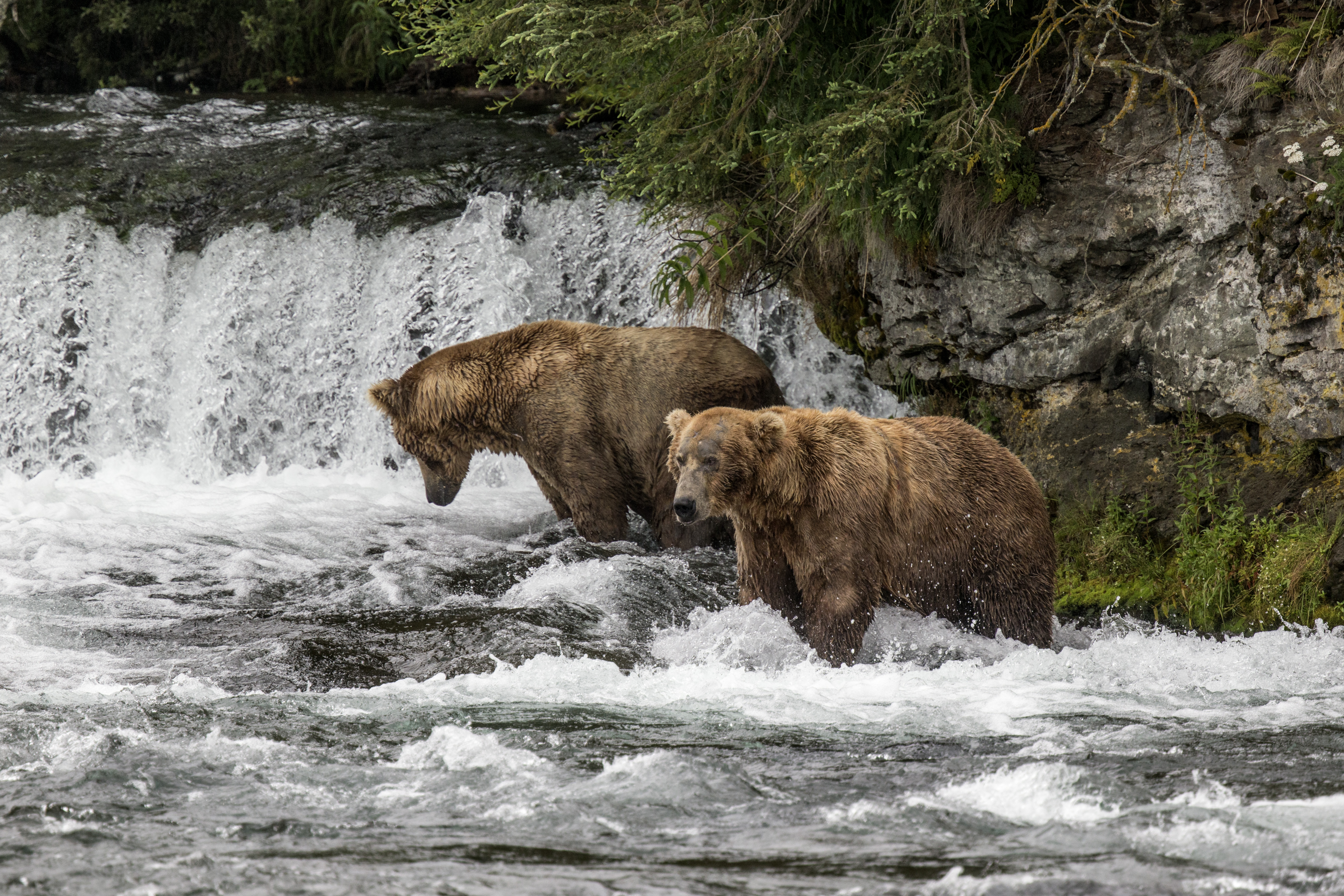 dreamstime_xxl_85794602_Grayfoxx1942