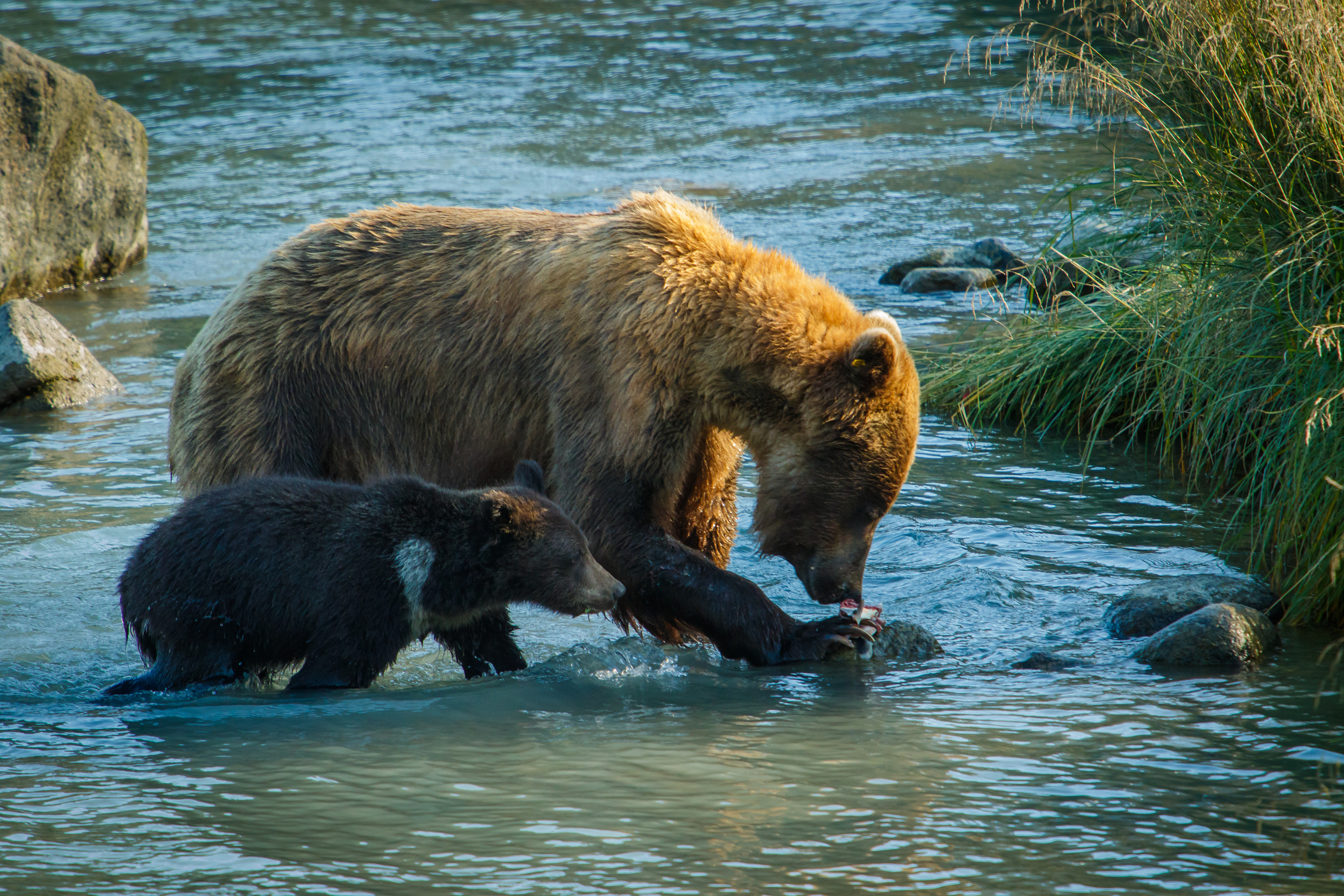grizzlyMOm_dreamstime_Roussien