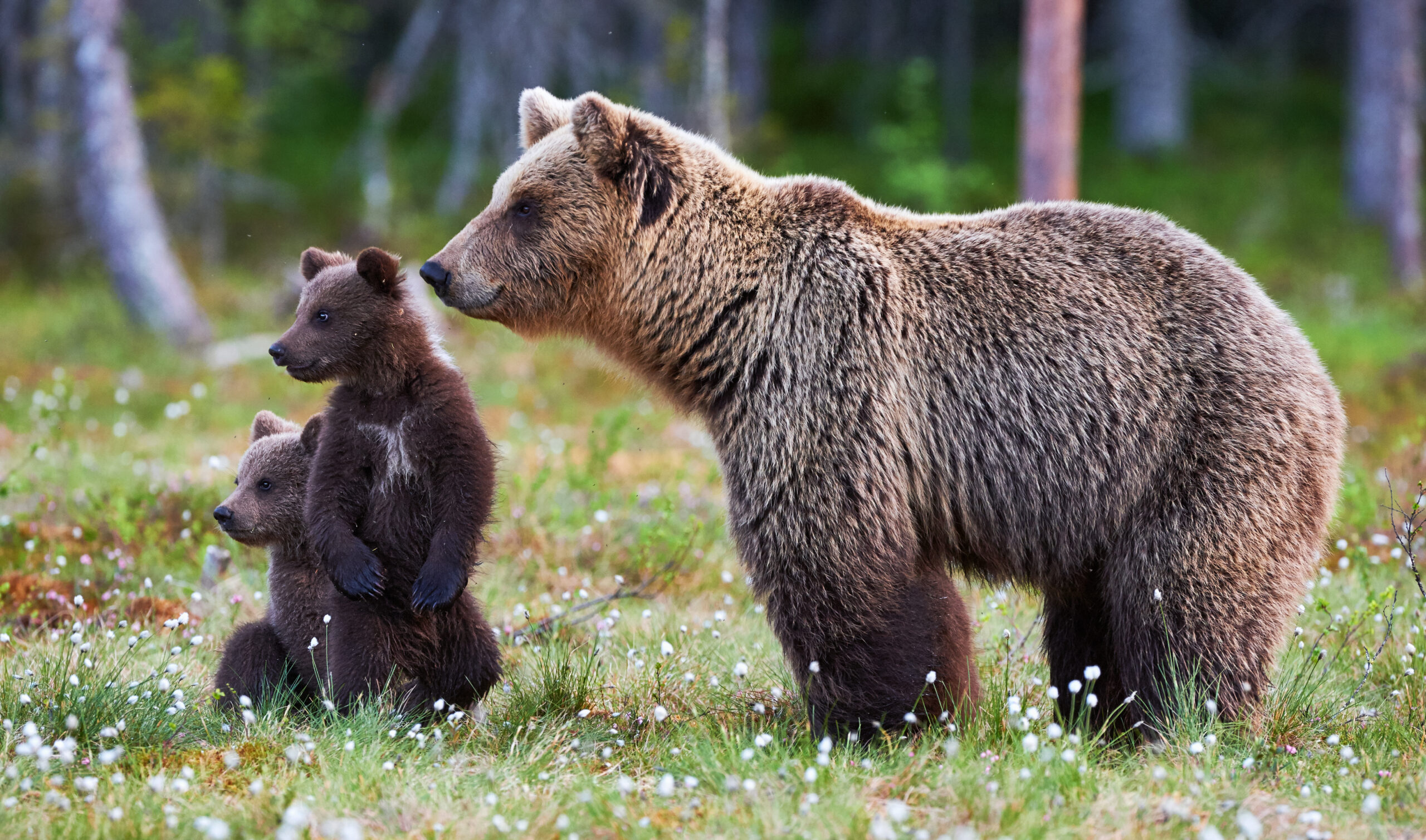 grizzly_Momdreamstime_xxl_69806836_Lucaar